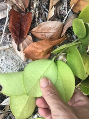 Hoya australis australis