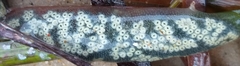 Botrylloides perspicuus