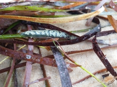 Botrylloides perspicuus