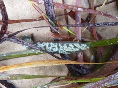 Botrylloides perspicuus