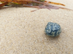 Botrylloides perspicuus