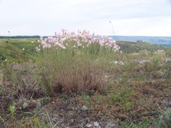 Jurinea stoechadifolia