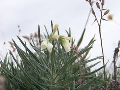 Onosma tanaitica