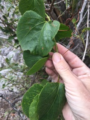 Cissus reniformis