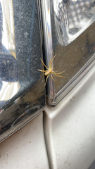 Araneae