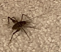Tachycines asynamorus