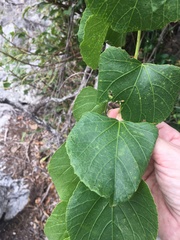 Cissus reniformis