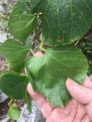 Cissus reniformis