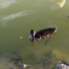 Anas platyrhynchos