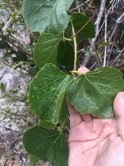 Cissus reniformis