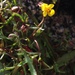 Cut-leaved Monkeyflower - Photo (c) Stephanie Calloway, some rights reserved (CC BY-NC), uploaded by Stephanie Calloway