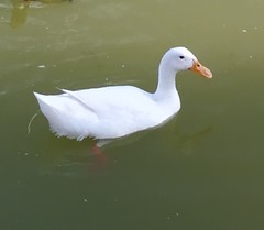 Anas platyrhynchos domesticus