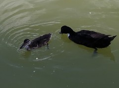 Anas platyrhynchos domesticus
