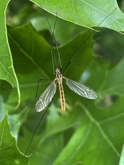 Nephrotoma appendiculata