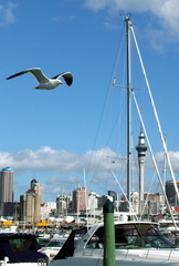 Larus dominicanus dominicanus