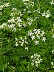 Anthriscus sylvestris