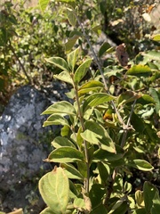 Vangueria macrocalyx