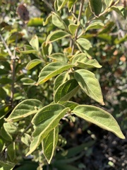 Vangueria macrocalyx