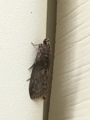Sciota subcaesiella