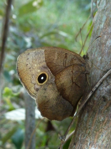 Common Bush Brown