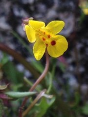 Erythranthe laciniata
