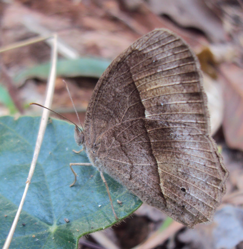 Common Bush Brown