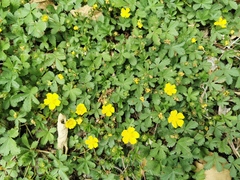 Potentilla verna