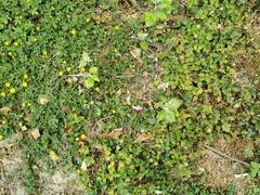 Potentilla verna