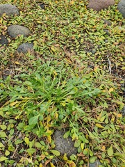 Lepidium flexicaule