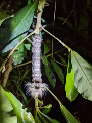Lebeda nobilis
