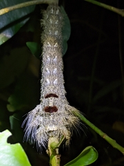 Lebeda nobilis