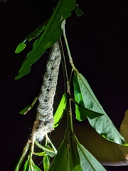 Lebeda nobilis