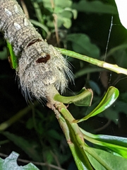 Lebeda nobilis