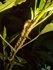Lebeda nobilis