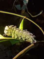 Attacus atlas formosanus