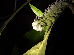 Attacus atlas formosanus
