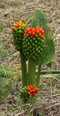 Arum pictum
