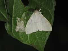 Lymantria xylina