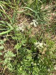 Anthriscus sylvestris