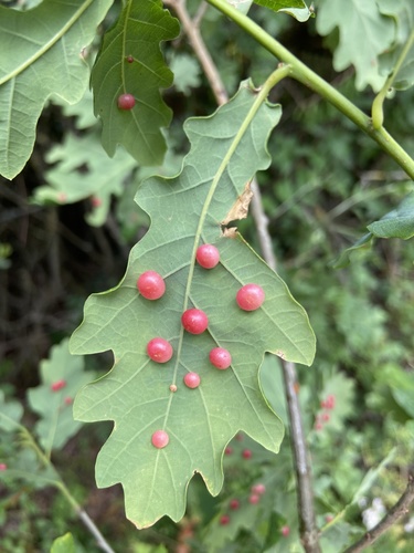 Pea Gall Wasp