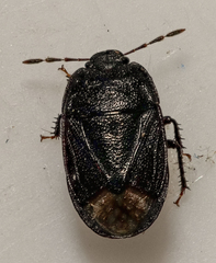 Ochetostethus