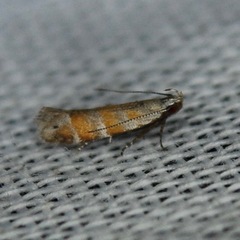 Battaristis vittella