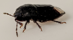 Ochetostethus