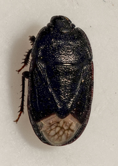 Ochetostethus