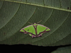 Agathia laetata