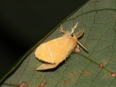 Euproctis taiwana