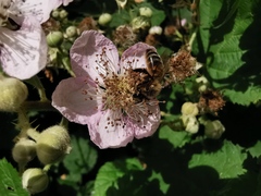 Rubus