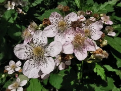 Rubus