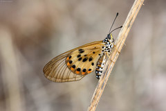 Acraea ranavalona