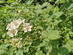 Rubus
